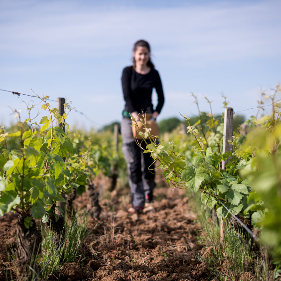 Jean walks in his vineyard in Savigny les Beaune. 2020-05-02. Photography by Michel Joly / Hans Lucas.
Jean marche dans ses vignes a Savigny les Beaune. 2020-05-02. Photographie par Michel Joly / Hans Lucas.