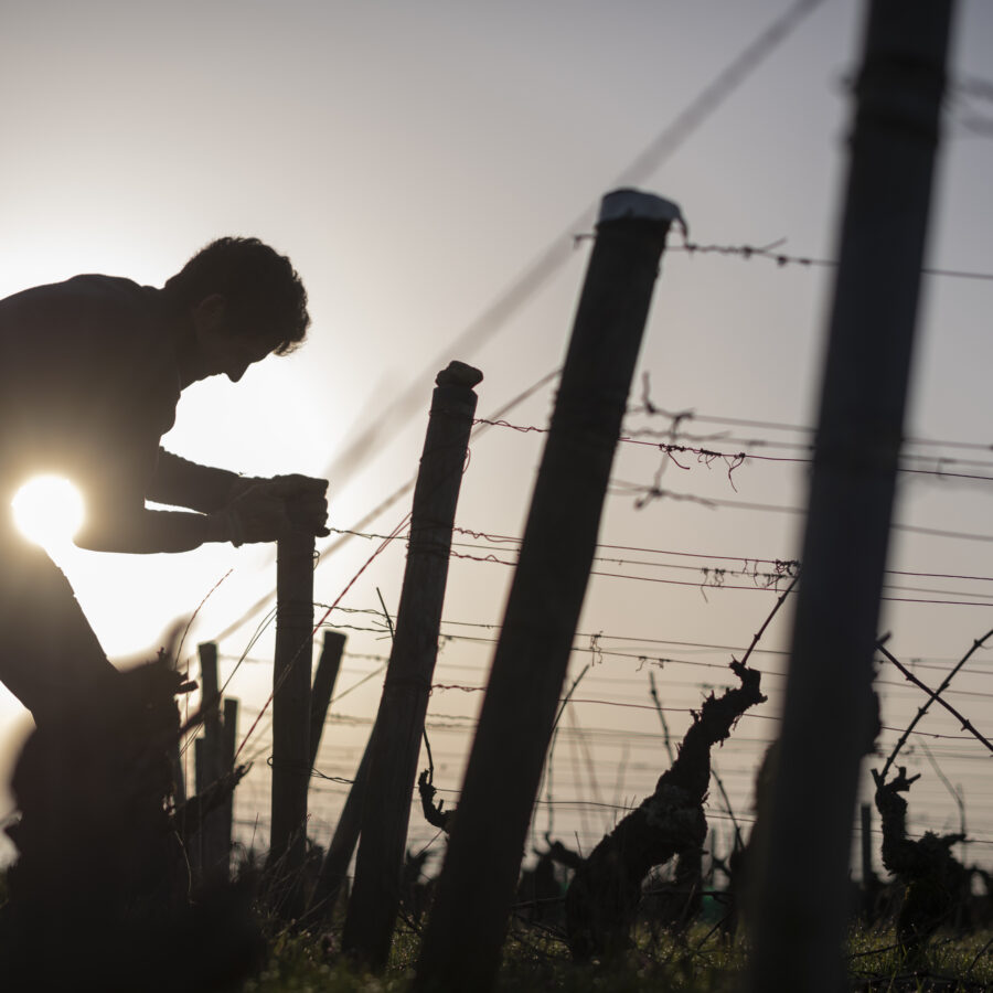 Jean and Juliette replaces damaged stakes in her vineyard in Savigny les Beaune. 2021-02-0. Photography by Michel Joly / Hans Lucas.
Jean et Juliette réparent les piquets endomagés dans leur vignes a Savigny les Beaune. 2021-02-03. Photographie par Michel Joly / Hans Lucas.